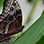 Caño Island & Drake Bay Butterfly Garden Combo Tour