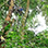 Guanacaste Dry Forest Canopy Tour