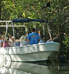 Damas Island Mangroves Boat Tour From Jaco