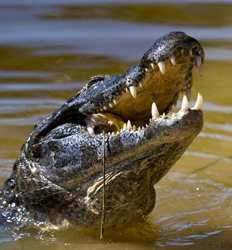 Tarcoles River Crocodile Safari Tour