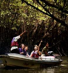 Damas Mangrove Night Boat Tour