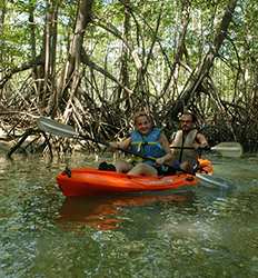 Damas Island Mangrove Kayak Tour from Jaco