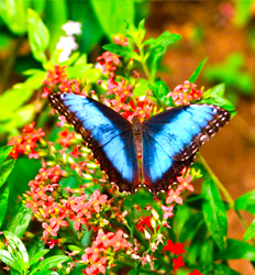 Monteverde Cloud Forest Hanging Bridges, Sloth Sanctuary & Butterfly Garden