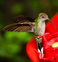 Monteverde Cloud Forest Hanging Bridges, Sloth Sanctuary & Butterfly Garden