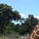 African Safari + Playa Nacazcolo Guanacaste Desde San José