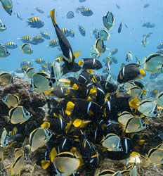 Excursión Exprés de Snorkel en Papagayo