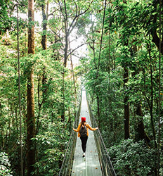 Experiencia Extrema Treetopia en el Bosque Nuboso de Monteverde